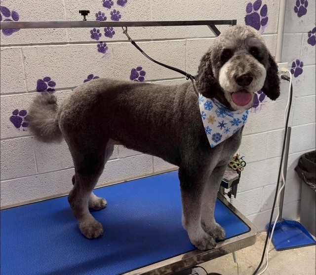 Groomed dog