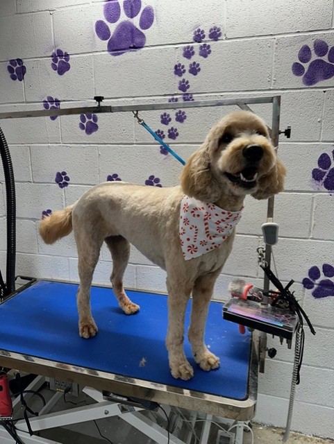 Groomed dog
